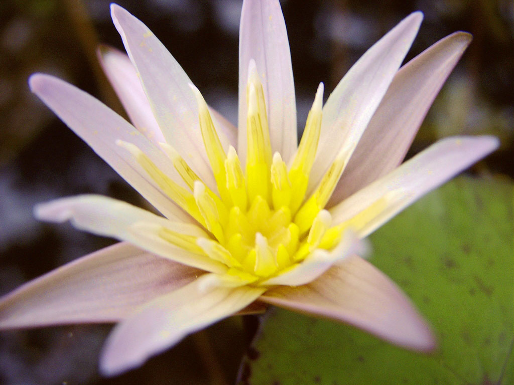 Nymphaea minuta Aug 29 06 outside Image029